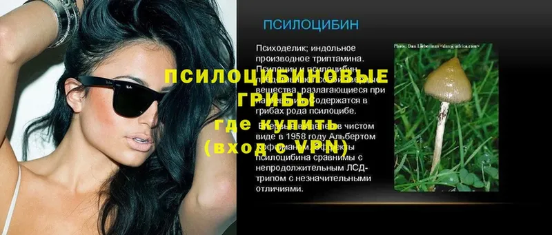 закладки  Глазов  Псилоцибиновые грибы прущие грибы 